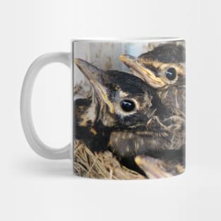 Young American Robins In Their Nest Mug